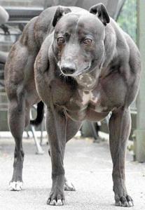 o cão mais forte do mundo.